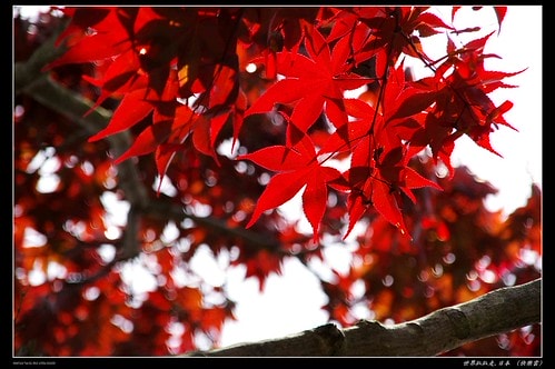 20251103-xlx2v 20251103-xlx2v