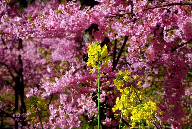 20251103-nu26g 20251103-nu26g