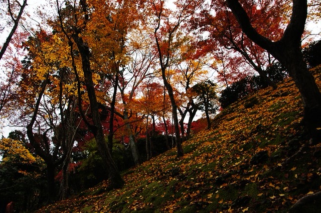 20251103-qo2y1 20251103-qo2y1