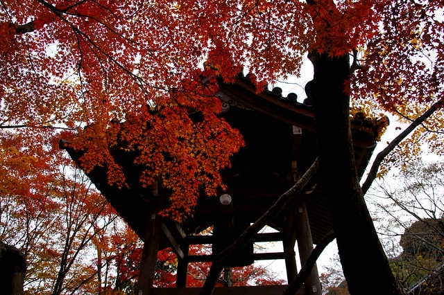 20251103-vsr1q 20251103-vsr1q