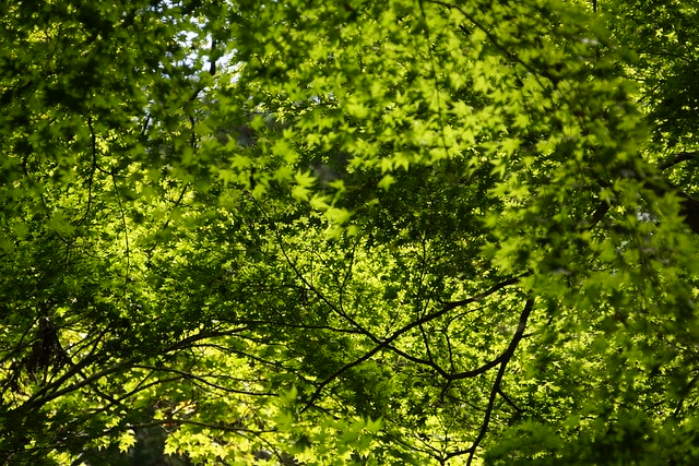 20251103-rpadx 20251103-rpadx