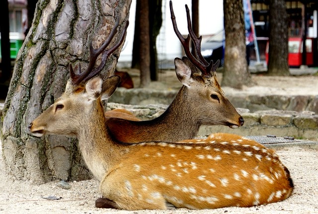 20251103-saj7e 20251103-saj7e