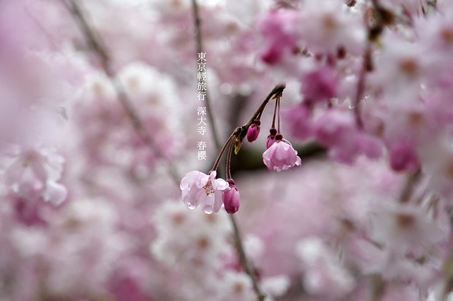 20251102-4p4kj 20251102-4p4kj