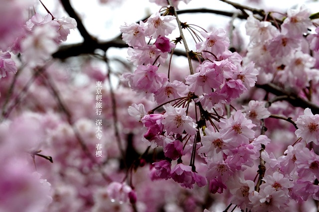 20251102-81g6f 20251102-81g6f