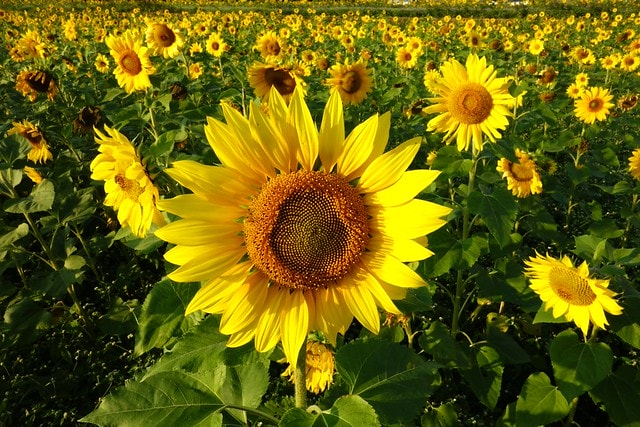 20251102-4foi7 20251102-4foi7