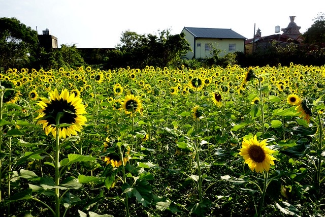 20251102-hbe1p 20251102-hbe1p