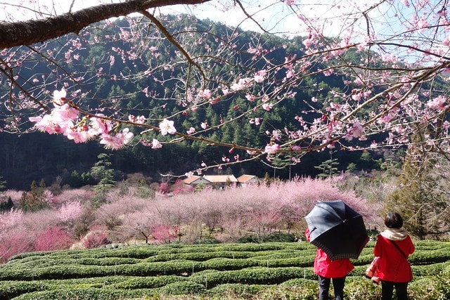 20251102-n6tnz 20251102-n6tnz