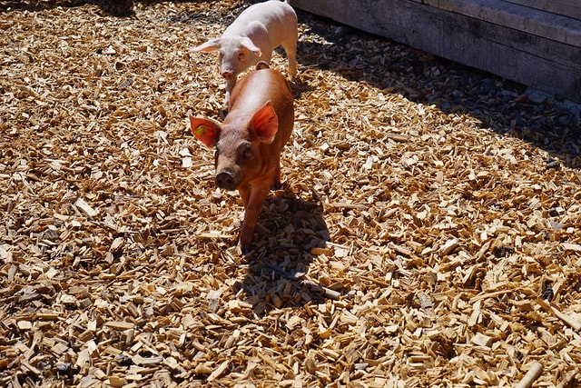 20251102-dwm6h 20251102-dwm6h