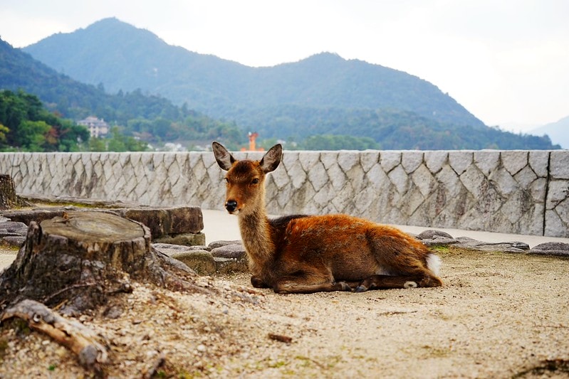 20251102-znigc 20251102-znigc