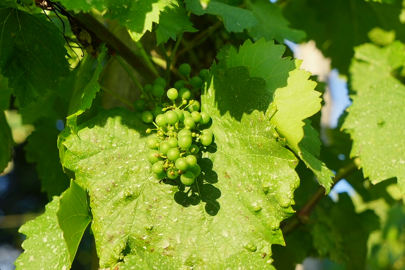 20251102-pvmva 20251102-pvmva