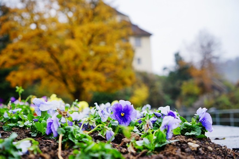 20251102-4536m 20251102-4536m