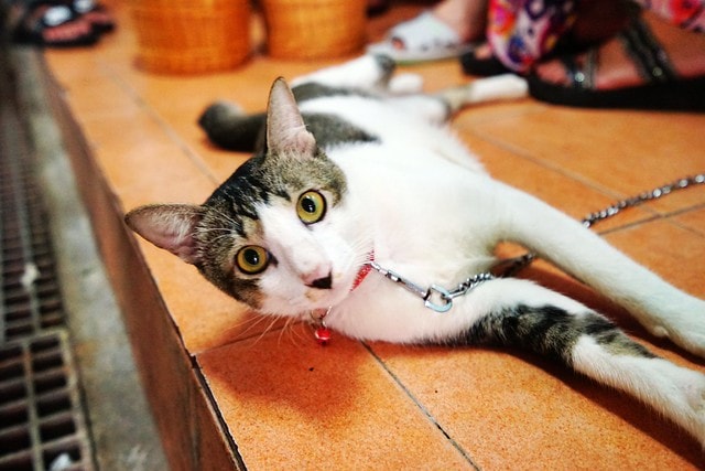 20251102-0jcut 20251102-0jcut