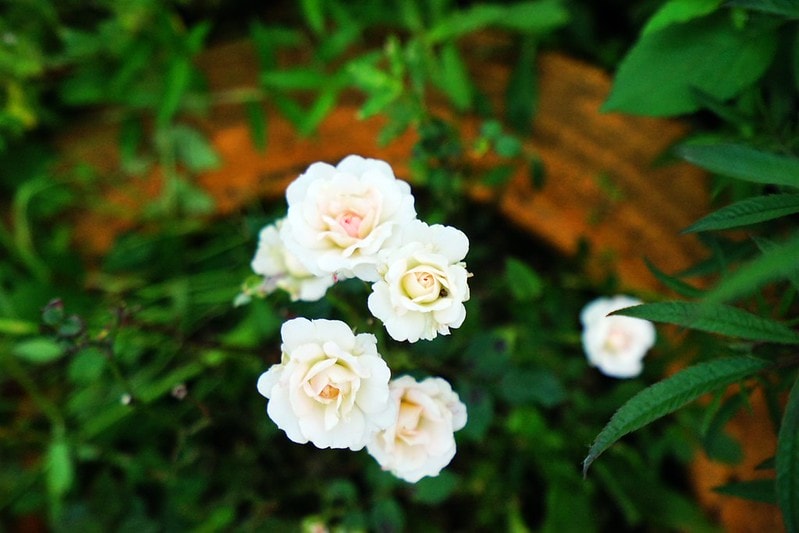 20251102-12wsd 20251102-12wsd