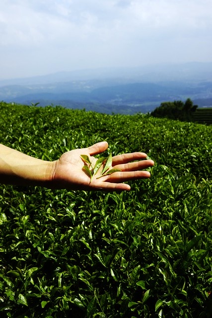 20251102-piqlt 20251102-piqlt