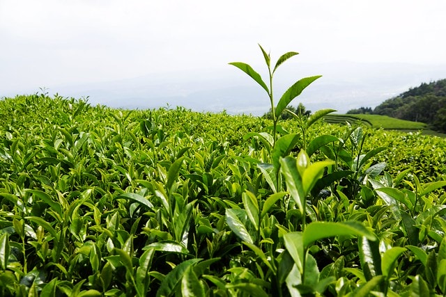 20251102-z7ppv 20251102-z7ppv