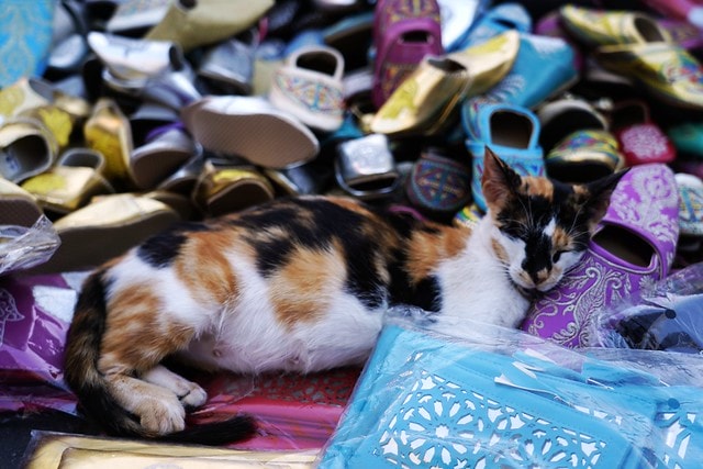 20251102-g9873 20251102-g9873