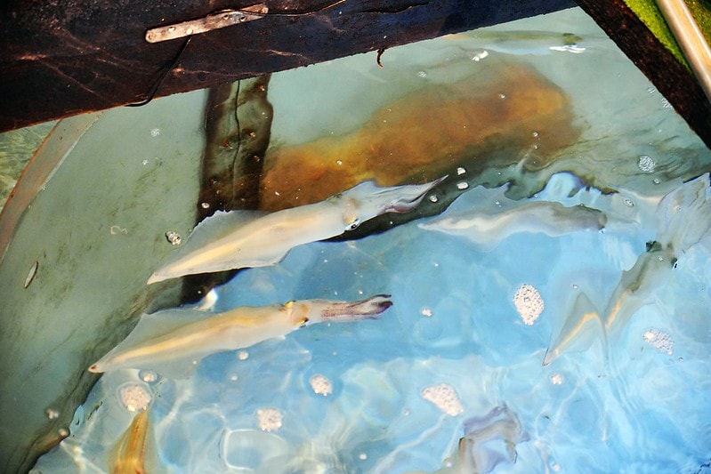 20251102-cjxau 20251102-cjxau