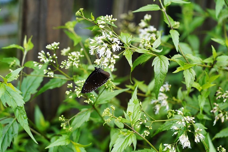 20251102-fvlg8 20251102-fvlg8