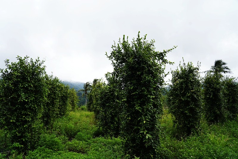 20251102-qaimx 20251102-qaimx