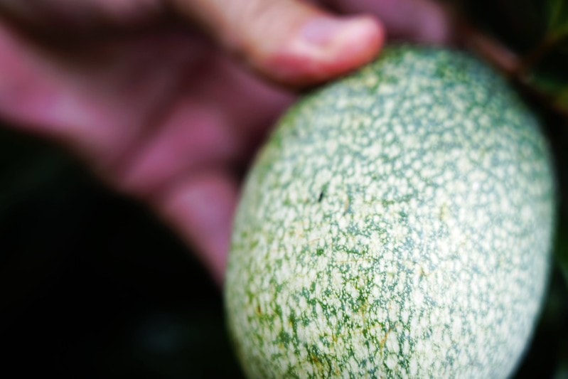 20251102-xdsqo 20251102-xdsqo