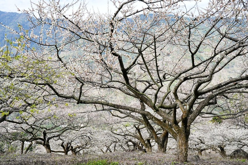 20251102-mg1ay 20251102-mg1ay