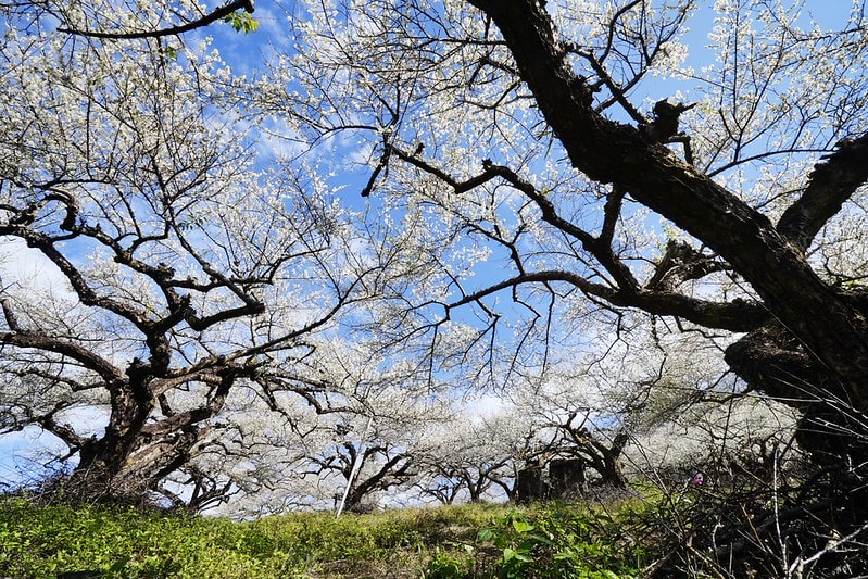 20251102-nztgh 20251102-nztgh