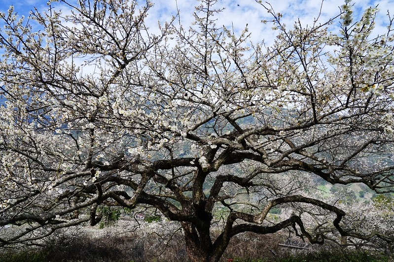 20251102-o9ona 20251102-o9ona