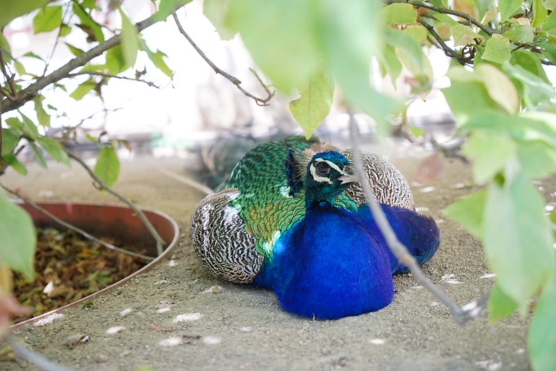 20251102-sised 20251102-sised