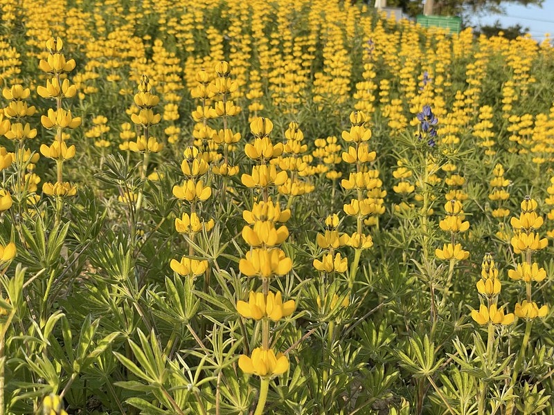 20251102-28qii 20251102-28qii