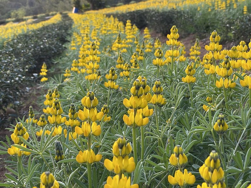 20251102-4tf1r 20251102-4tf1r