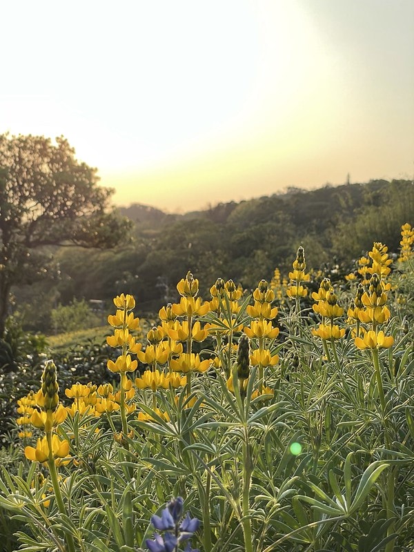 20251102-cupa3 20251102-cupa3