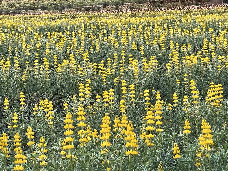 20251102-rfaqo 20251102-rfaqo