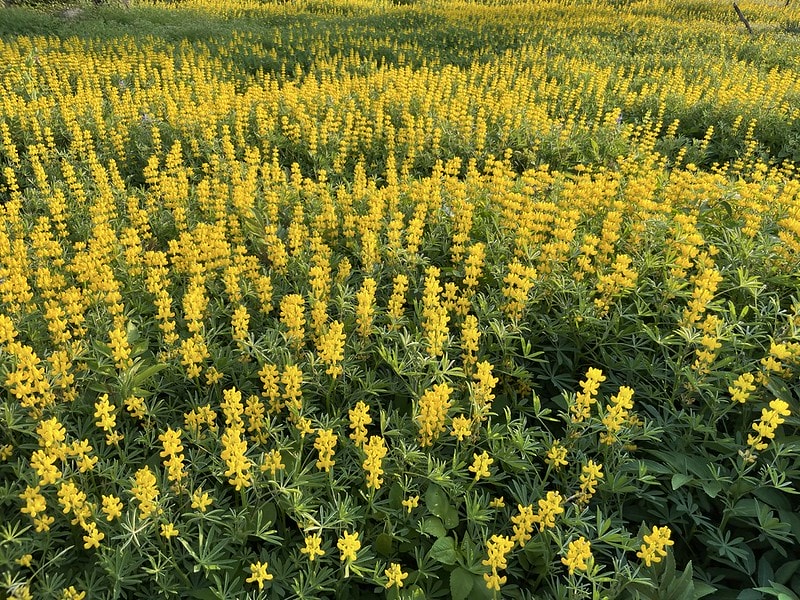 20251102-ym9ha 20251102-ym9ha