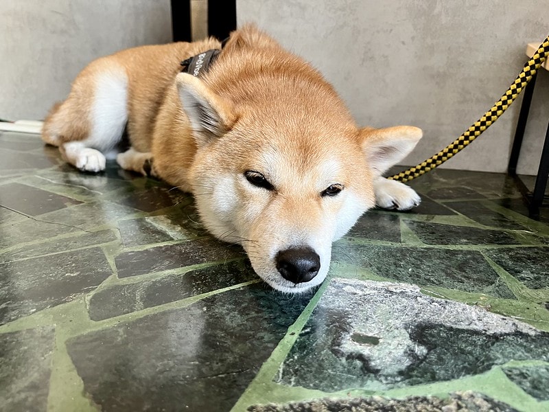 20251102-maqo5 20251102-maqo5