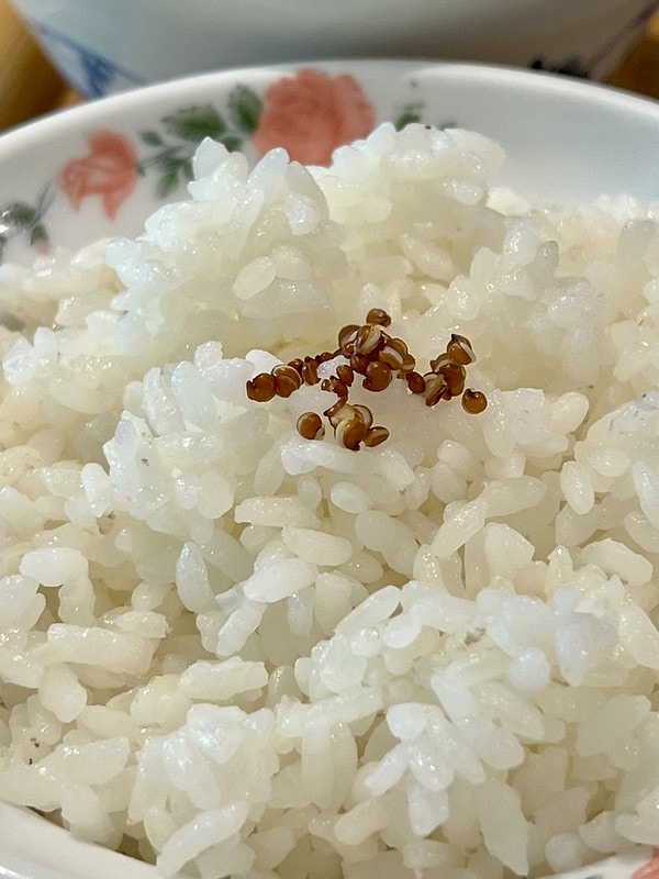 20251102-ueewl 20251102-ueewl