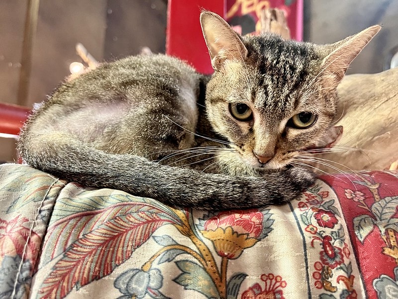 20251102-1n8nf 20251102-1n8nf