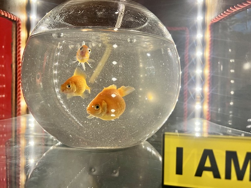 20251102-ic4ql 20251102-ic4ql