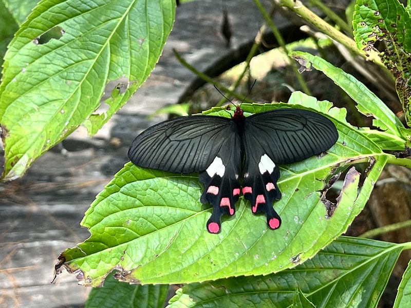 20251102-w2w8z 20251102-w2w8z