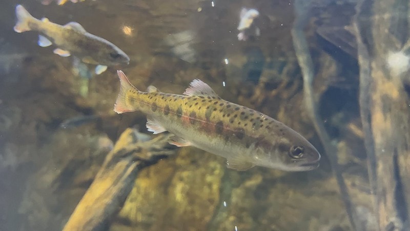 20251102-zpfzv 20251102-zpfzv