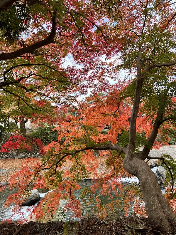 20251102-zf98n 20251102-zf98n