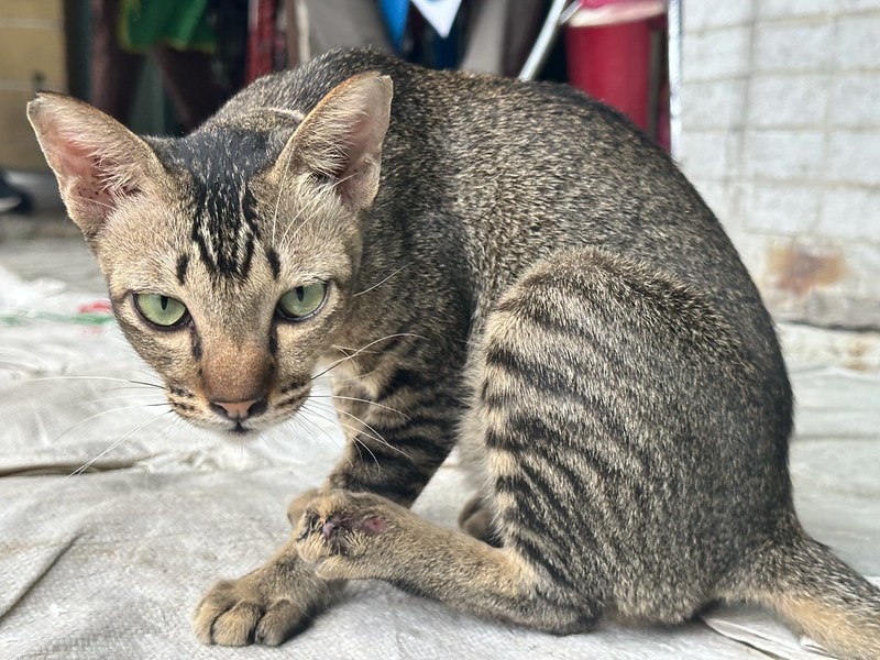 20251102-apb7a 20251102-apb7a