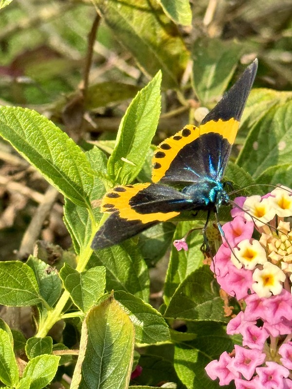 20251102-v83qr 20251102-v83qr