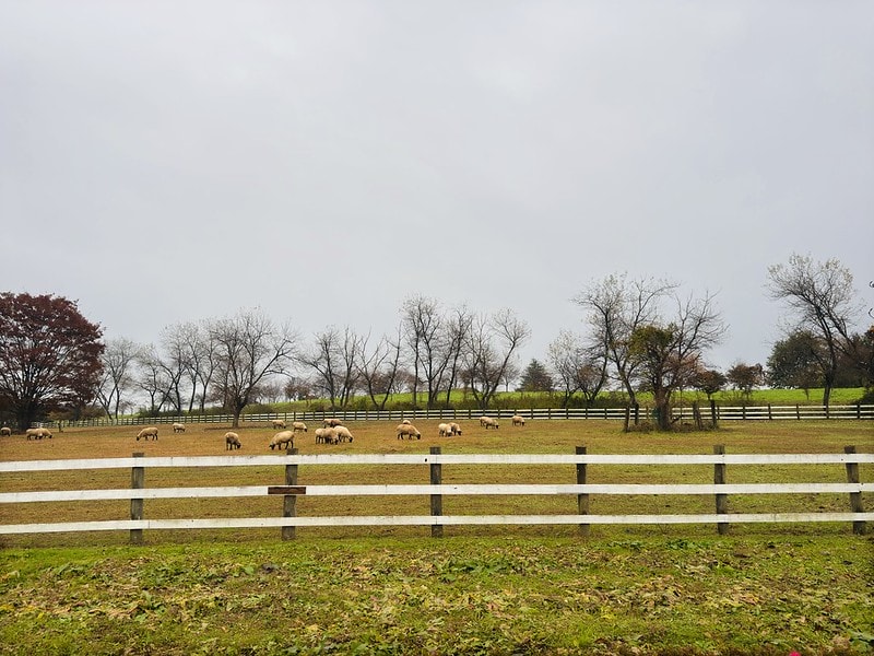 20251102-lmpd3 20251102-lmpd3