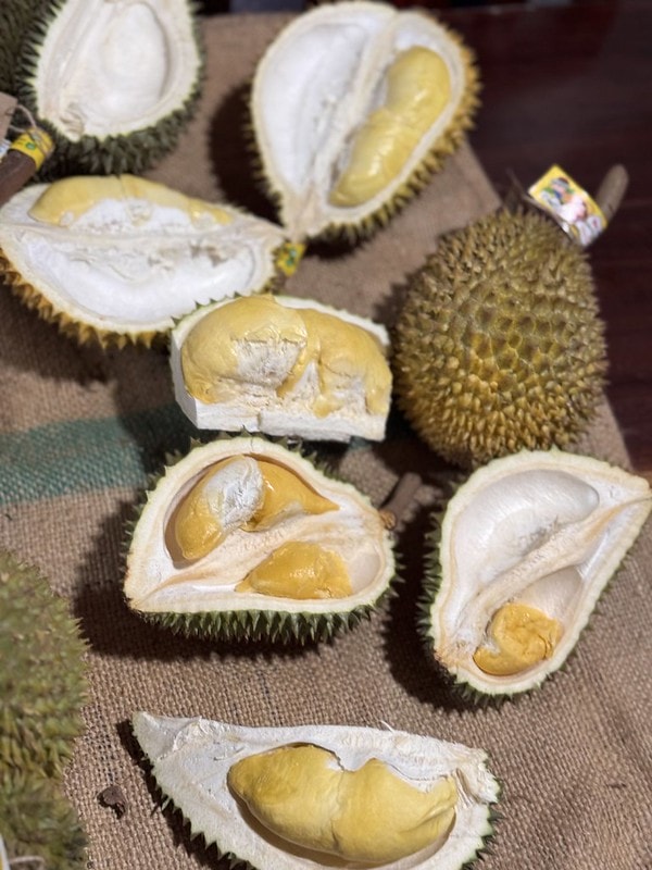 20251102-84ivl 20251102-84ivl