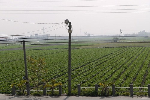 番薯田中的舞獅冠軍~雲林大興國小 - 第3張圖 5194480889_08959be98f_b