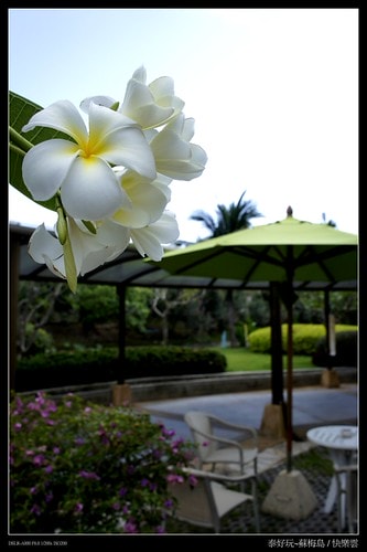 【泰國,離島】旅行從機場開始~蘇梅機場(Koh Samui AIRPORT)小旅行(圖多) - 第28張圖 _DSC4954