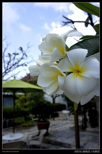 【泰國,離島】旅行從機場開始~蘇梅機場(Koh Samui AIRPORT)小旅行(圖多) - 第21張圖 _DSC4952