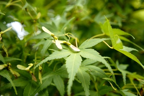 【日本,關西】阪京神奈6 ~ 抹茶宇治,悠閒漫步平等院&宇治川畔 - 第25張圖 _DSC2725