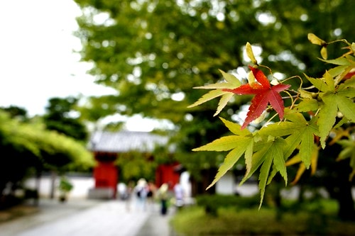 【日本,關西】阪京神奈6 ~ 抹茶宇治,悠閒漫步平等院&宇治川畔 - 第26張圖 _DSC2746