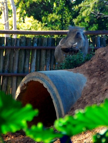 【台灣,新竹】台灣小旅行~到關西六福莊跟動物們做朋友 - 第17張圖 DSC_6272